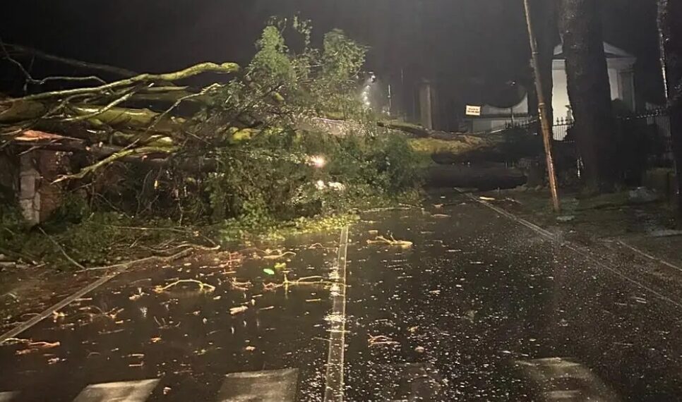 Maltempo, la solidarietà della Cisl Magna Grecia alle popolazioni colpite 1 Ciclone Harry, il Vibonese si è risvegliato in ginocchio. Strage di alberi a Vibo Valentia