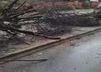 Ciclone Harry, il Vibonese si è risvegliato in ginocchio. Strage di alberi a Vibo Valentia 6 Ciclone Harry, il Vibonese si è risvegliato in ginocchio. Strage di alberi a Vibo Valentia