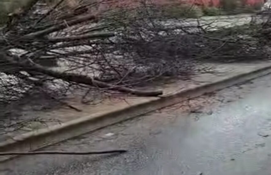 Ciclone Harry, il Vibonese si è risvegliato in ginocchio. Strage di alberi a Vibo Valentia