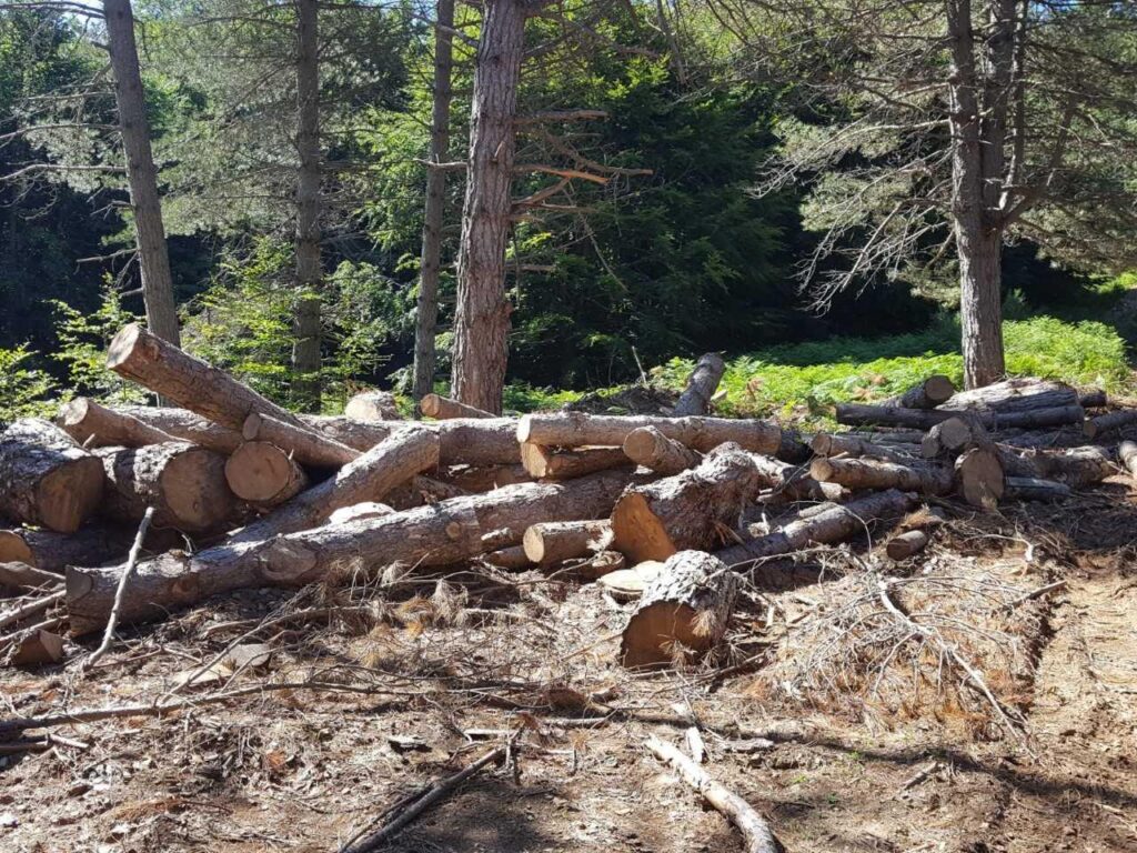 Parco dell’Aspromonte: i Carabinieri Forestali contro tagli boschivi irregolari e furto di materiale legnoso 2 WhatsApp Image 2026 01 29 at 09.43.20