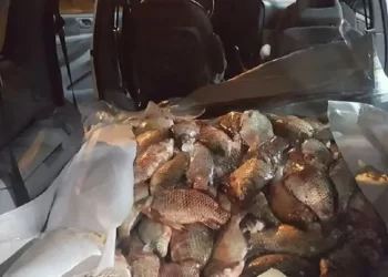 Pesce venduto dal bagagliaio dell’auto senza refrigerazione: uomo deferito dai Carabinieri