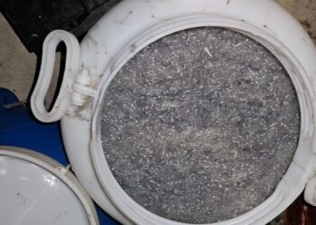 Il ROAN sequestra di circa 22 kg di “novellame”