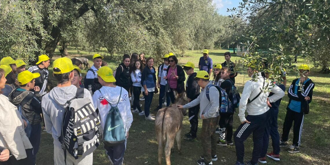 Oleoturismo: la Calabria tra i protagonisti nazionali per produzione e potenziale