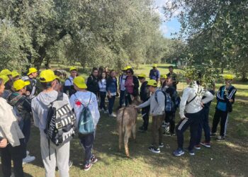 Oleoturismo: la Calabria tra i protagonisti nazionali per produzione e potenziale 7 Oleoturismo: la Calabria tra i protagonisti nazionali per produzione e potenziale