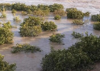 Maltempo, Ferro: Conferenza unificata straordinaria per proroga termine approvazione bilanci di previsione 1 Maltempo in Calabria, choc per l’agricoltura calabrese in ginocchio: oltre 3.000 ettari devastati