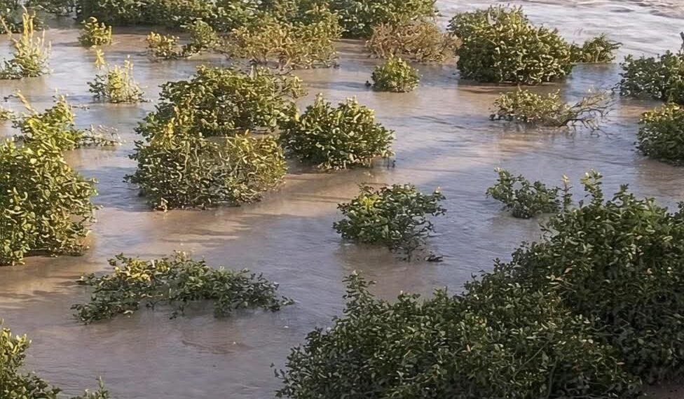 Maltempo in Calabria, choc per l’agricoltura calabrese in ginocchio: oltre 3.000 ettari devastati