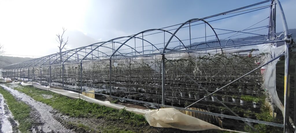 Maltempo, Coldiretti Calabria: campi allagati, colture inondate e strutture divelte dal vento 3 Maltempo Coldiretti Calabria Strutture serricole RC