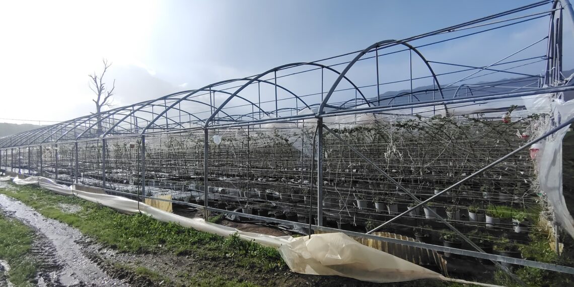 Maltempo, Coldiretti Calabria: campi allagati, colture inondate e strutture divelte dal vento 1 Maltempo, Coldiretti Calabria: campi allagati, colture inondate e strutture divelte dal vento