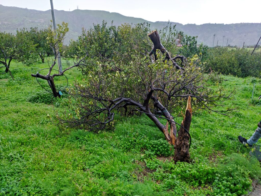 Maltempo, Coldiretti Calabria: campi allagati, colture inondate e strutture divelte dal vento 2 Maltempo Coldiretti Provincia Reggio