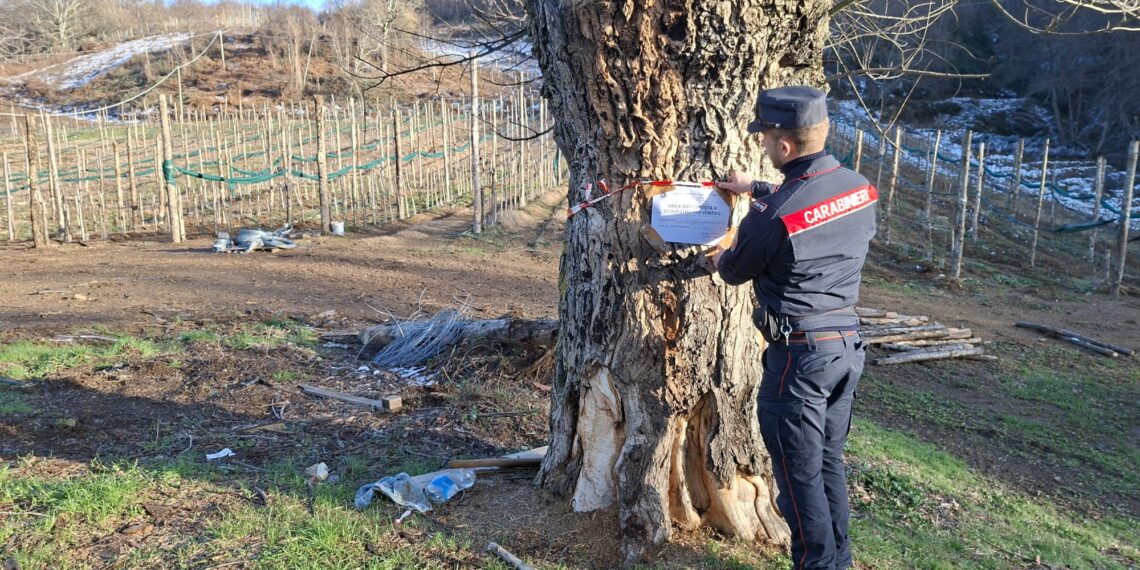 Taglio alberi abusivo a Decollatura, intervengono i Carabinieri del Nucleo Forestale di Serrastretta