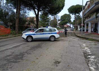 Vibo Valentia, chiuso al transito viale della Pace per albero pericolante. Super lavoro per i Vigili del Fuoco in provincia
