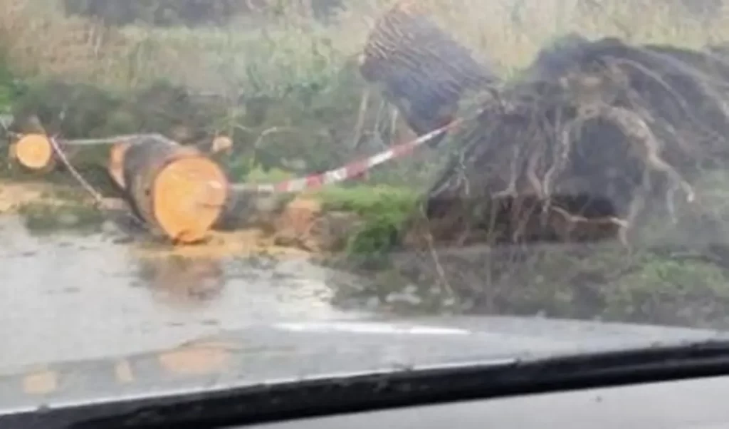 Maltempo e vento forte anche nel Vibonese: alberi caduti e disagi sulla viabilità 3 l195239493832 tml3554808936193 542048015573 1771320475101023