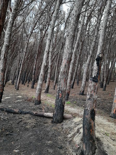 La Pineta di Nicotera Marina versa in un grave stato di abbandono. La denuncia di Opposizione Civica 4 pineta1