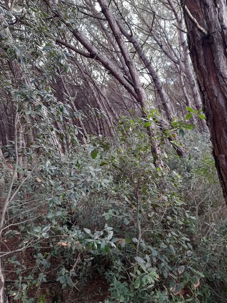 La Pineta di Nicotera Marina versa in un grave stato di abbandono. La denuncia di Opposizione Civica 2 pineta5