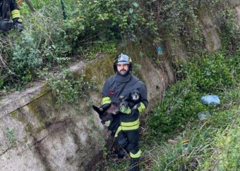 Sant’Onofrio, cagnolino cade in un canalone: salvato dai Vigili del Fuoco