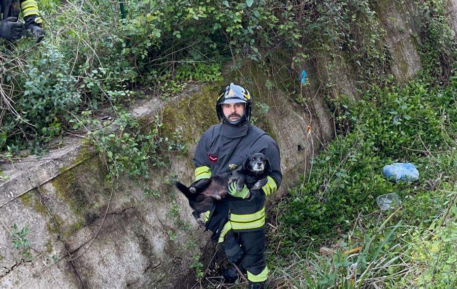 Sant’Onofrio, cagnolino cade in un canalone: salvato dai Vigili del Fuoco