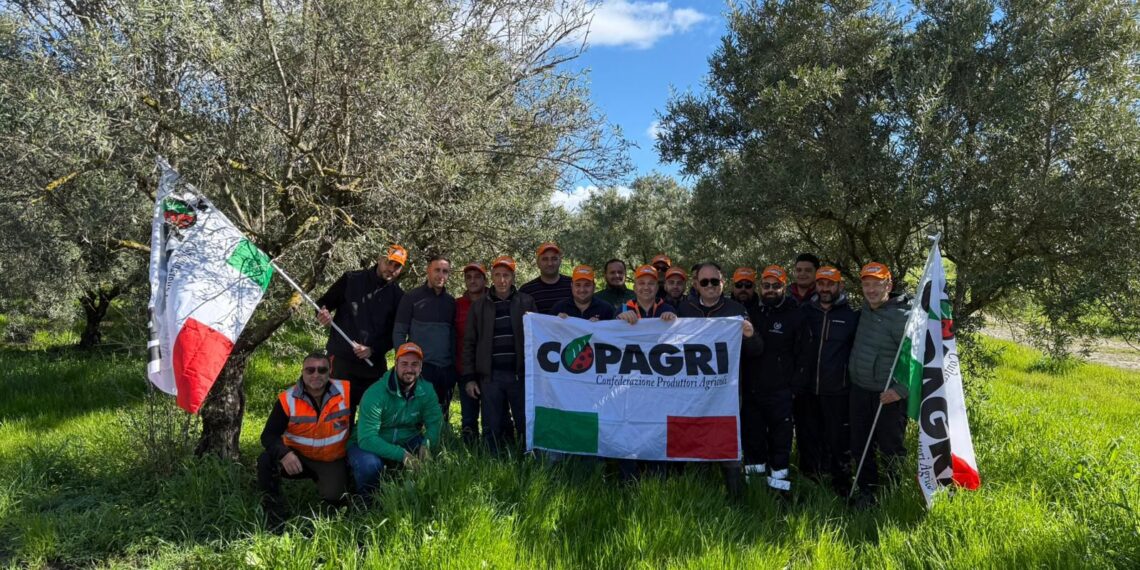 San Mauro Marchesato, giornate di formazione sull’olivo: Copagri al fianco delle aziende Agricole