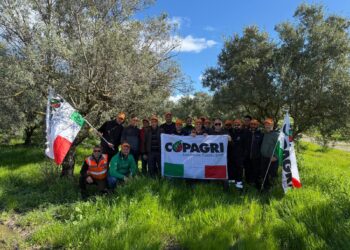San Mauro Marchesato, giornate di formazione sull’olivo: Copagri al fianco delle aziende Agricole