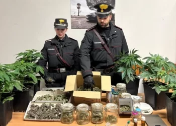 I carabinieri hanno arrestato un uomo a Sellia Marina dopo avergli trovato due serre con cannabis in casa