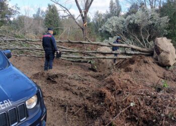 San Nicola da Crissa: estirpano abusivamente degli alberi di leccio, bloccati dai Carabinieri di Vallelonga