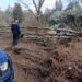 San Nicola da Crissa: estirpano abusivamente degli alberi di leccio, bloccati dai Carabinieri di Vallelonga