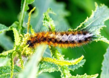 Processionaria del pino e della quercia: emanata l’ordinanza sindacale. Ecco tutte le direttive