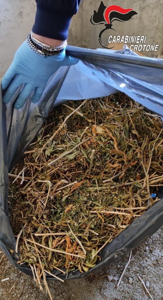 signal 2026 03 16 123248 003