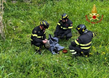 Limbadi, i Vigili del Fuoco salvano un cane investito da un’auto