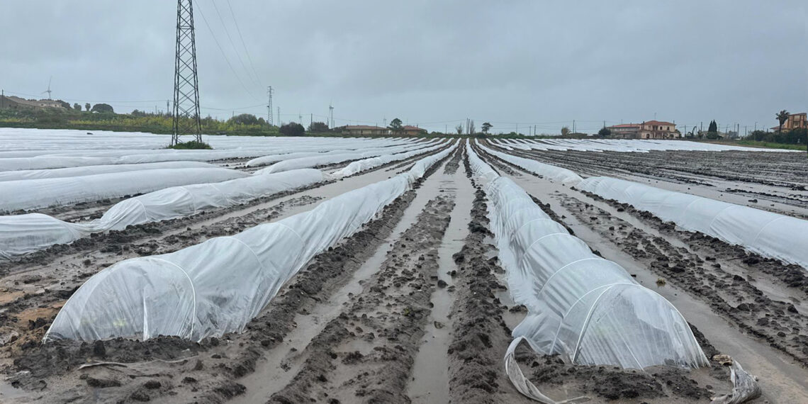 Maltempo, colpito duramente l’Alto Jonio Cosentino, danni alle produzioni agricole. Campi allagati nel Crotonese