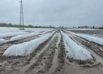 Maltempo, colpito duramente l’Alto Jonio Cosentino, danni alle produzioni agricole. Campi allagati nel Crotonese