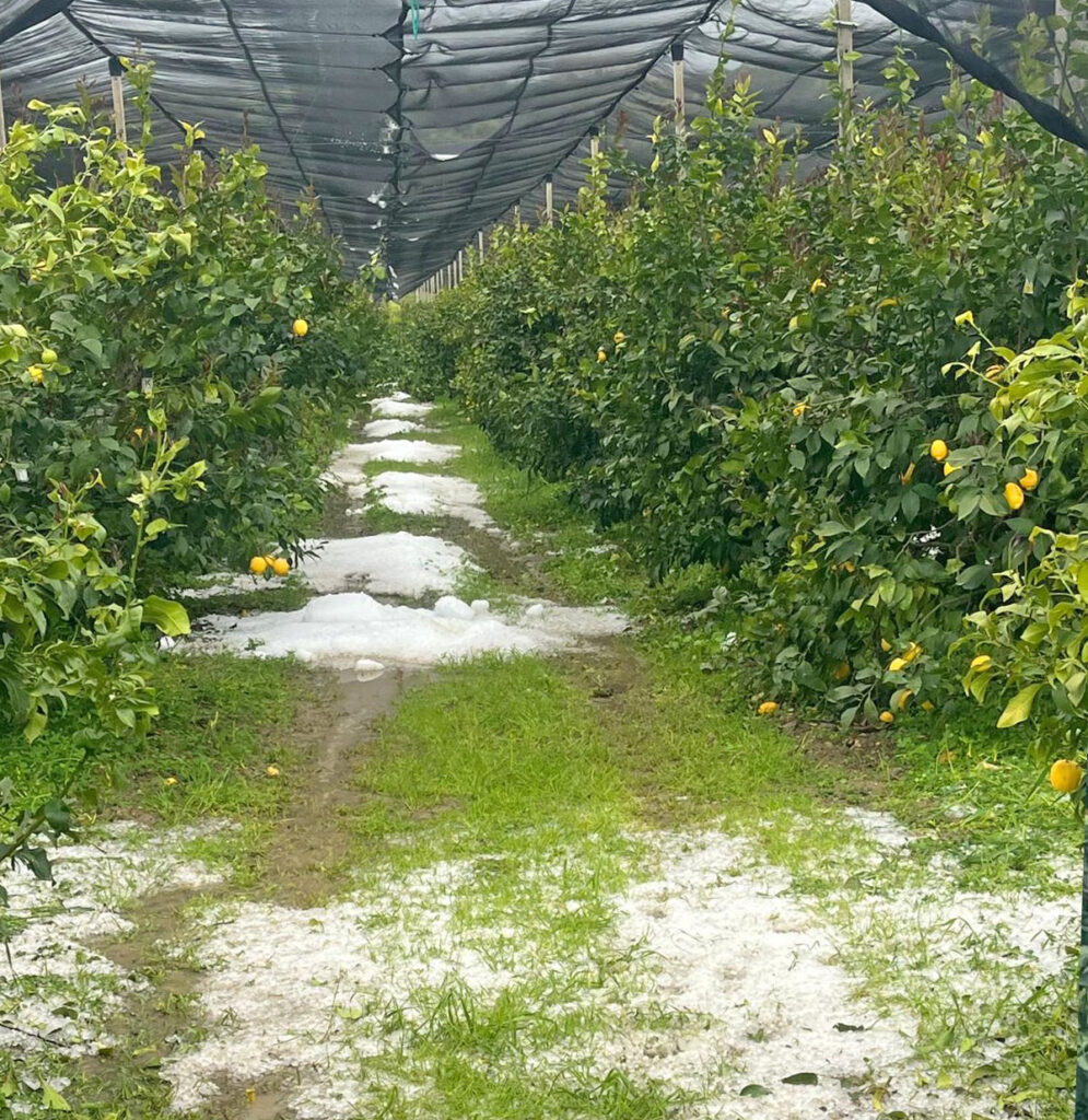 Grandine 2 Limoneti Rocca Imperiale