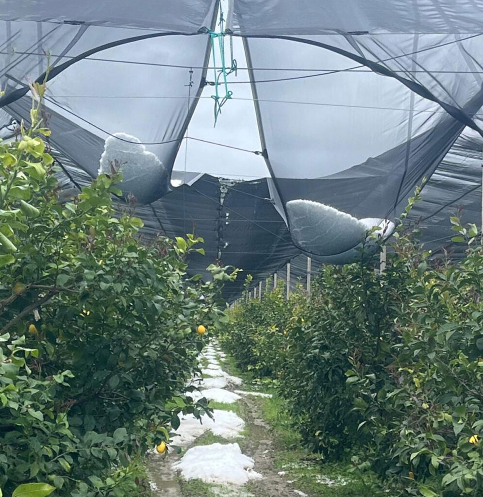 Grandine Limoneti Rocca Imperiale