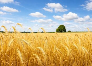 Coldiretti, fine delle vecchie borse merci: nasce la CUN (Commissione Unica Nazionale) del grano duro