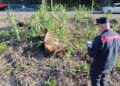 Taglio di Eucalipti irregolare: scattano denunce e sanzioni