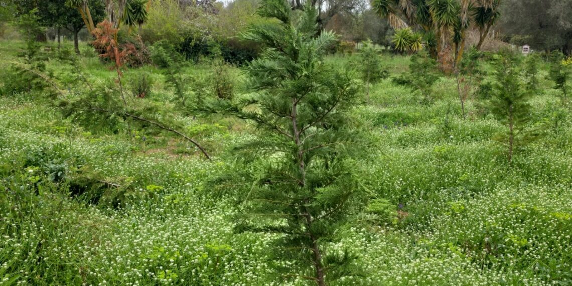 “L’incuria non è un imprevisto, è una scelta di questa maggioranza”. L’opposizione all’attacco della Giunta Romeo
