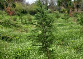 “L’incuria non è un imprevisto, è una scelta di questa maggioranza”. L’opposizione all’attacco della Giunta Romeo