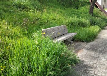 La “Biodiversità dell’Abbandono”! Su Parco Urbano e Verde pubblico, opposizione all’attacco del Sindaco