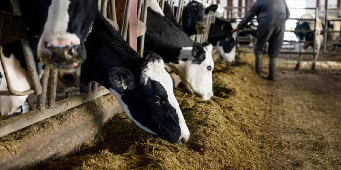 Manca la tubercolina, servizi veterinari bloccati. In gravi difficoltà gli allevatori della provincia di Reggio Calabria