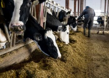 Manca la tubercolina, servizi veterinari bloccati. In gravi difficoltà gli allevatori della provincia di Reggio Calabria