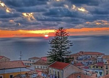 Araucaria di Pizzo, tra sdegno e difese istituzionali: una comunità divisa sulla perdita di un simbolo