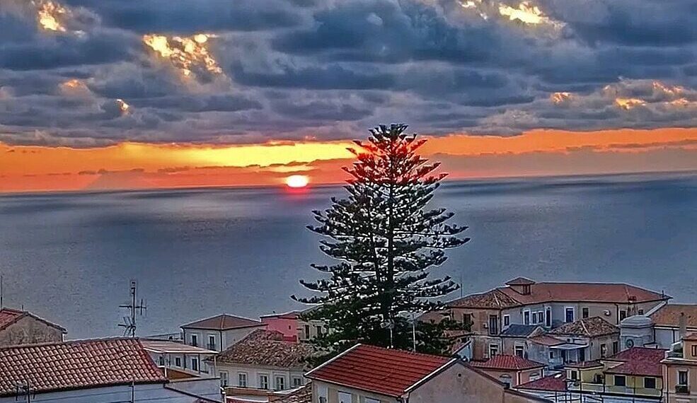 Araucaria di Pizzo, tra sdegno e difese istituzionali: una comunità divisa sulla perdita di un simbolo