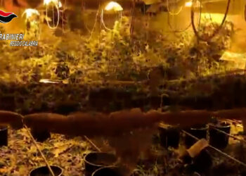 I Carabinieri scoprono un bunker con una serra clandestina (VIDEO)