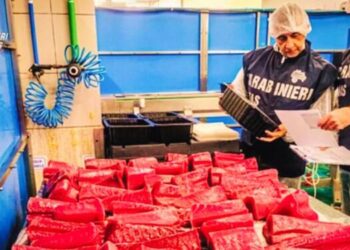 I NAS di Catanzaro hanno sequestrato 15 Kg di prodotti ittici non tracciabili