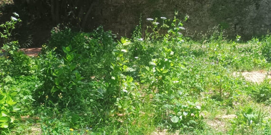 Villa Gagliardi, dalla rinascita all’abbandono: così la città sta tradendo uno dei suoi simboli più belli (FOTO)