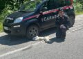 Cinque cuccioli di cane salvati dal Nucleo Carabinieri “Parco” di San Giorgio Morgeto 3 Cinque cuccioli di cane salvati dal Nucleo Carabinieri “Parco” di San Giorgio Morgeto