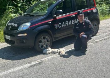 Cinque cuccioli di cane salvati dal Nucleo Carabinieri “Parco” di San Giorgio Morgeto 5 Cinque cuccioli di cane salvati dal Nucleo Carabinieri “Parco” di San Giorgio Morgeto