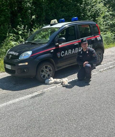 Cinque cuccioli di cane salvati dal Nucleo Carabinieri “Parco” di San Giorgio Morgeto