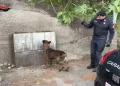 Controlli antidroga dei Carabinieri a Pentone
