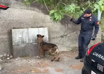 Controlli antidroga dei Carabinieri a Pentone