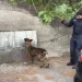 Controlli antidroga dei Carabinieri a Pentone 8 Controlli antidroga dei Carabinieri a Pentone